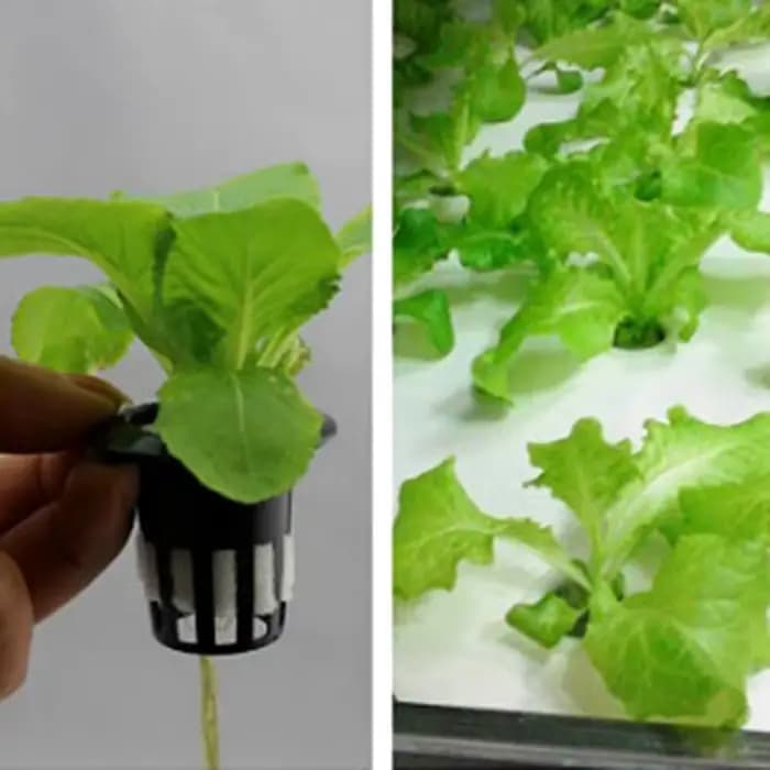 Paniers hydroponiques noirs, 50 pièces, éponge de plantation de légumes de jardin, Pots de pépinière