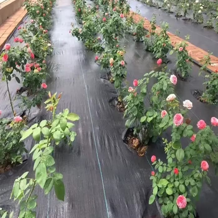 Gril agricole anti-enge orienté ferme, barrière contre les mauvaises herbes, polymères, paillis en p