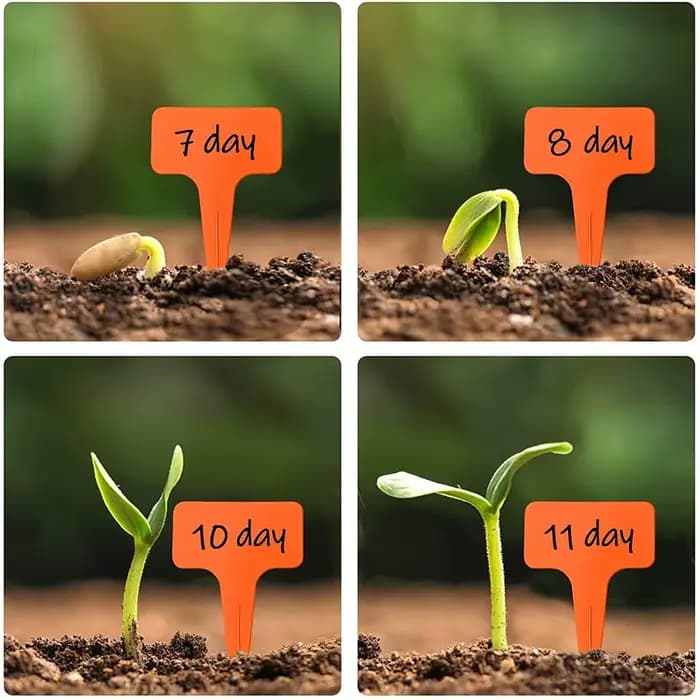 Étiquettes de plantes imperméables en plastique en forme de T, 30 pièces, 10CM, étiquettes de jardin