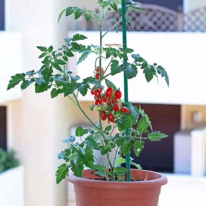 Piquets de plantes en bambou, Support de bâtons de plantes, Support de plantes florales en bois, Sup