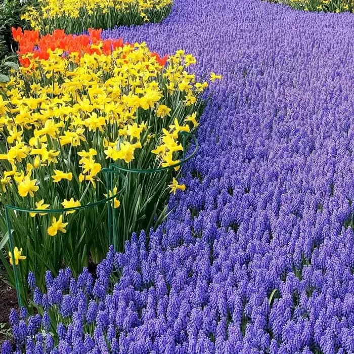 Piquets de Support pour Plantes de Jardin, Cages et Supports de Pivoine d'Nik, Plante Verte, Bordure