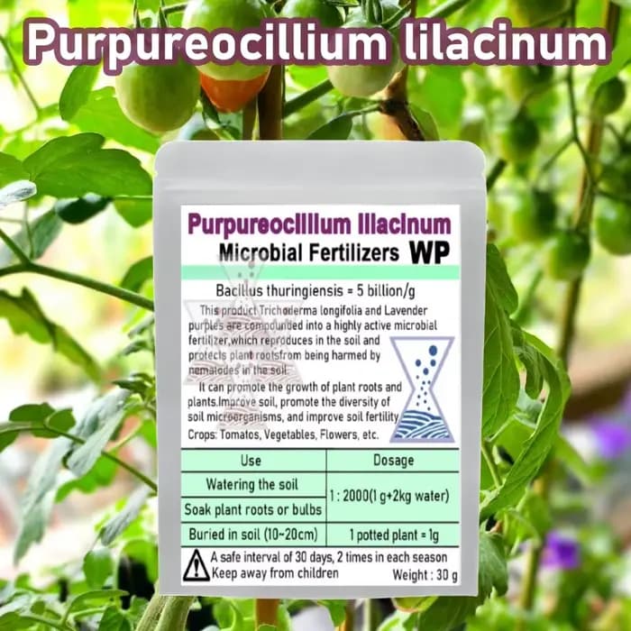 Champignon Biocontrol avancé Purpureocillium lilasine, 30g, pour éradication Nematode, engrais micro