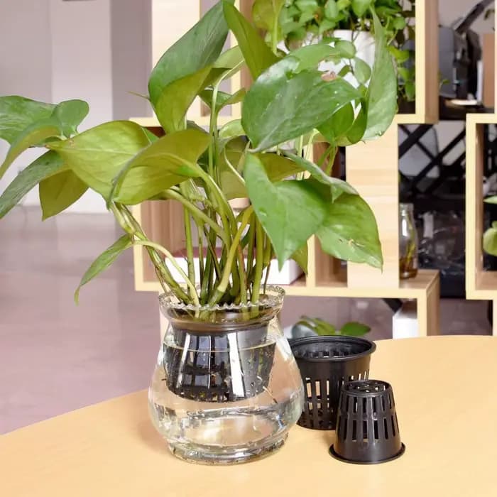 Filet de Pot hydroponique, 25 pièces, filet en maille sans sol, panier de plantes, légumes, tasse de
