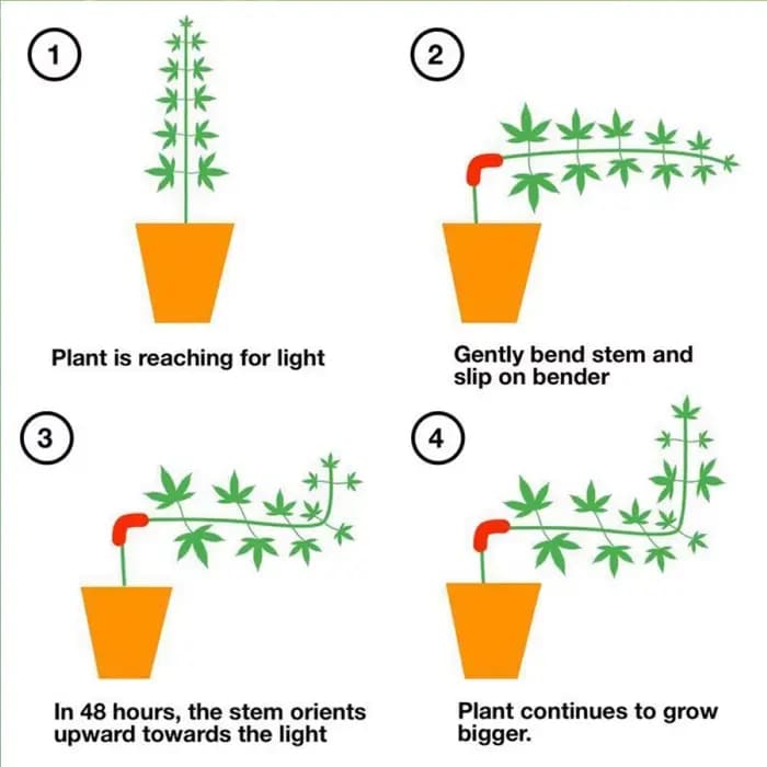 Cintreuses de plantes à 90 degrés, entraîneur de Manipulation de croissance, Tutors pour plantes, Cl