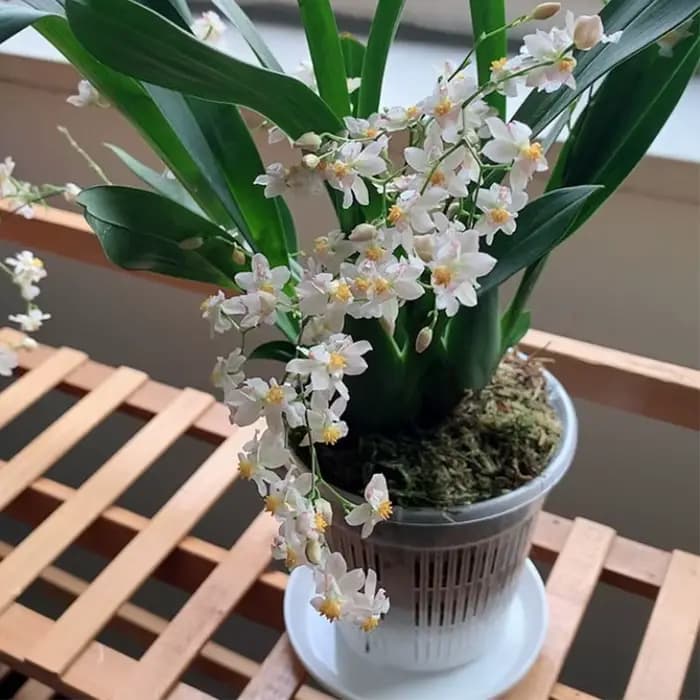 Pot de fleurs en plastique transparent pour fleurs d'orchidées, pot en maille, contrôle des racines,
