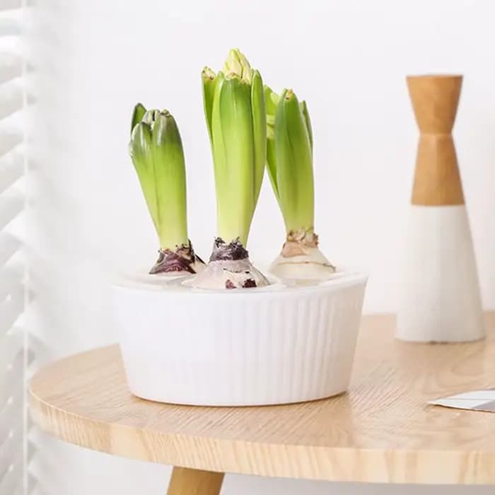 Jardinière hydroponique à 3 trous pour ampoules de fleurs, Vase en jacinthe en verre pour le jardina