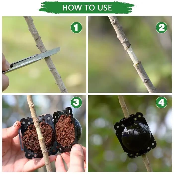 Boule d'enracinement de plantes, 3 pièces, boîte d'enracinement de greffage, mallette de reproductio