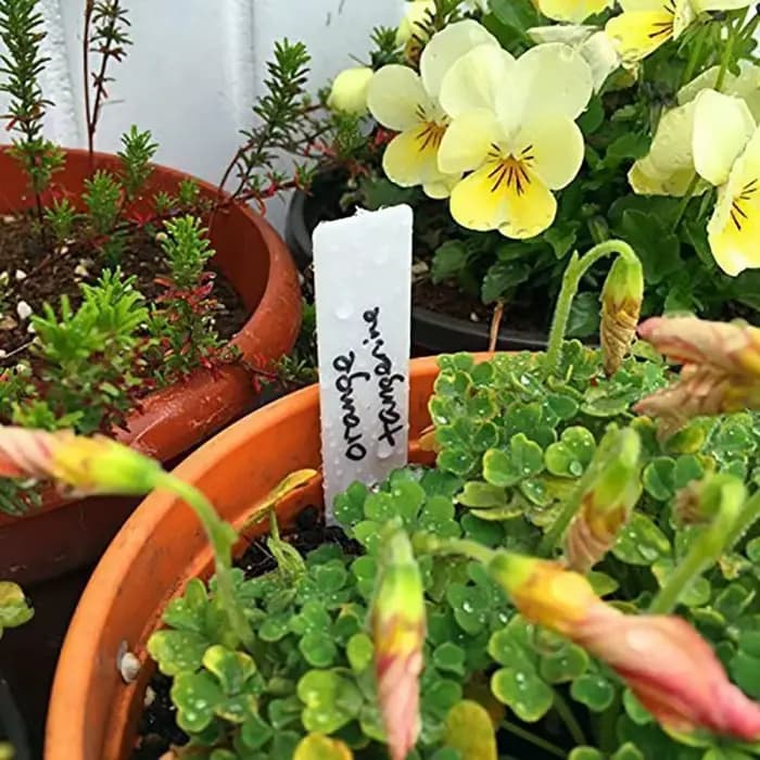 Étiquettes en plastique pour plantes de jardin, 5x1cm, 500 pièces, marqueurs de pépinière, pots de f