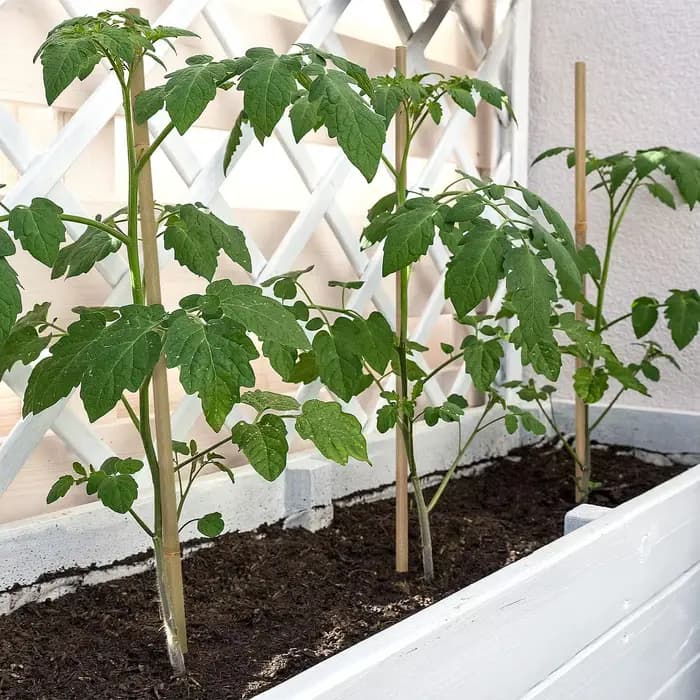 10 pièces, piquets de plantes en bambou pour l'extérieur et l'intérieur, bâtons de bambou, piquets d