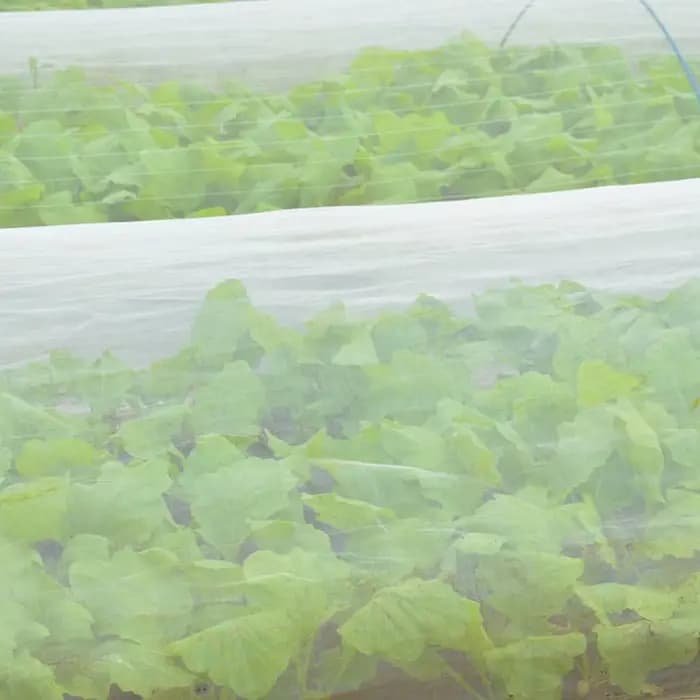 Filet à insectes de jardin blanc à 60 mailles, couverture de protection pour serre, plante de protec