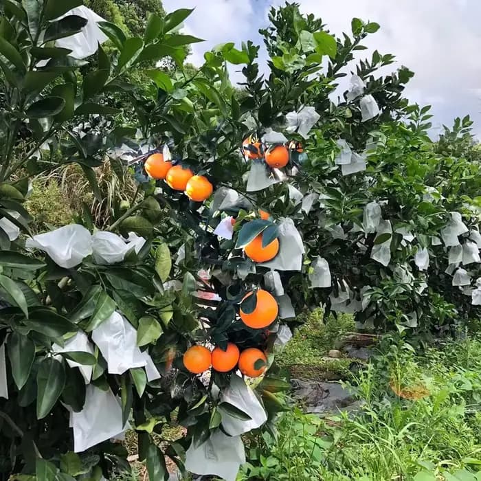 Sacs en papier de Protection des fruits, 100 pièces, pour raisins pêche, pochette contre les insecte