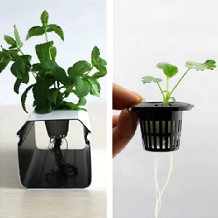 Paniers hydroponiques noirs, 50 pièces, éponge de plantation de légumes de jardin, Pots de pépinière