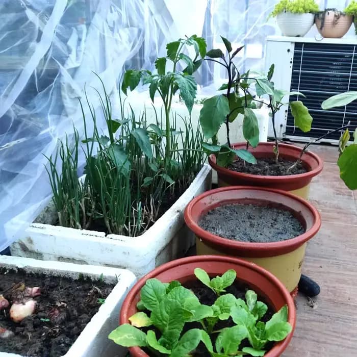 Filet de protection anti-oiseaux pour arbres fruitiers, filet d'ombrage pour plantes, protection ant