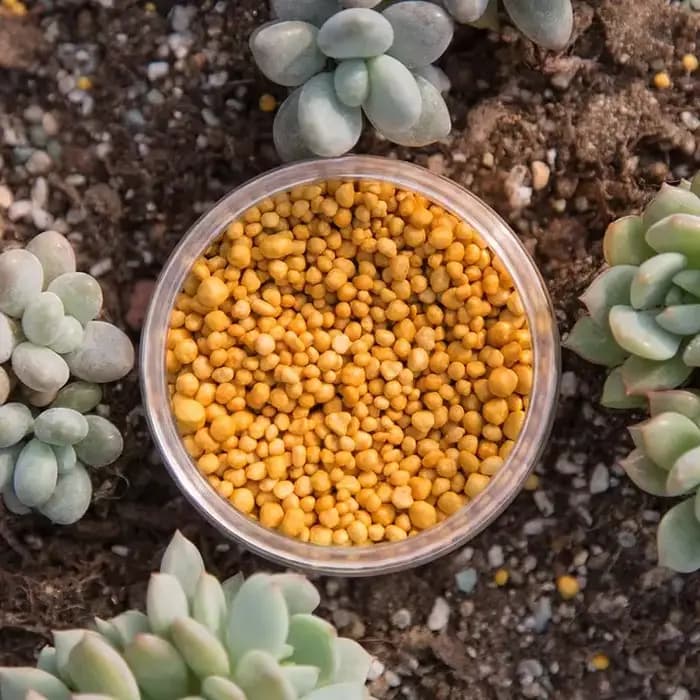 Engrais végétal 250g, bonsaï à libération lente, engrais composé succulent pour plantes, engrais vég