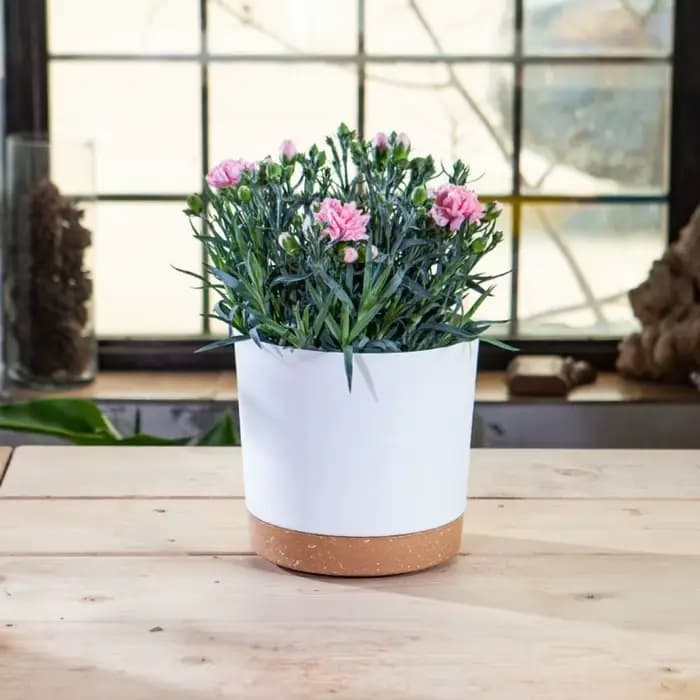 Pot de plante circulaire en plastique avec séparation, jardinière succulente, conception de bonsaï, 
