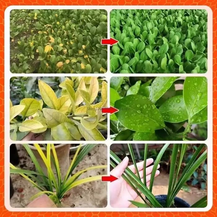 1kg Eddha-Fe 6% poudre rouge chélaté fer engrais fleurs plantes aménagement paysager fer feuille Microélément soluble