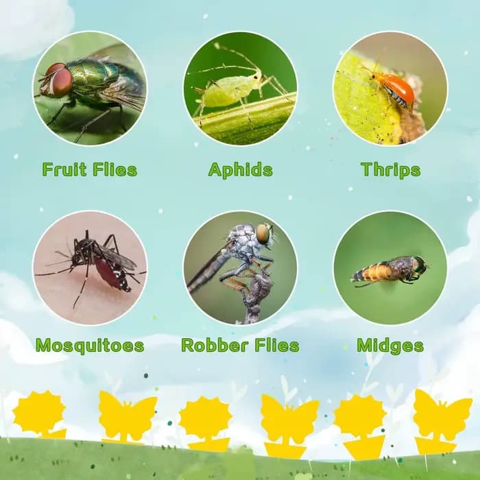 Pièges à mouches aux fruits, pièges à moustiques aux champignons, pièges à insectes collants jaunes, sans danger et sans odeur pour une utilisation intérieure et extérieure, protège la plante