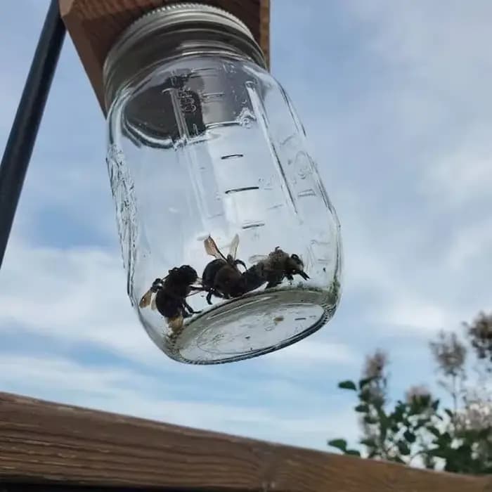 Piège à abeilles de charpentier pour l'extérieur