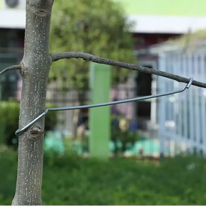 Support de Branches d'arbre fruitier