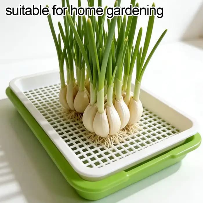 Plateau de germination hydroponique sans terre