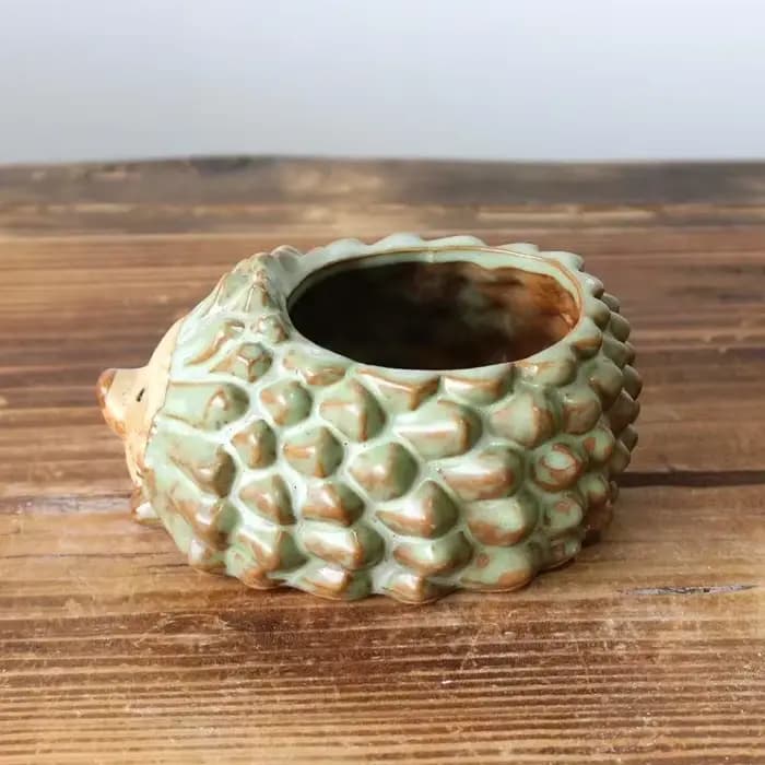 Pot de plantes succulentes en céramique