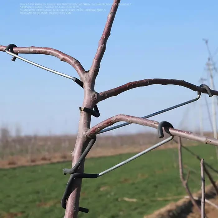 Écarteur de branches d'arbres fruitiers