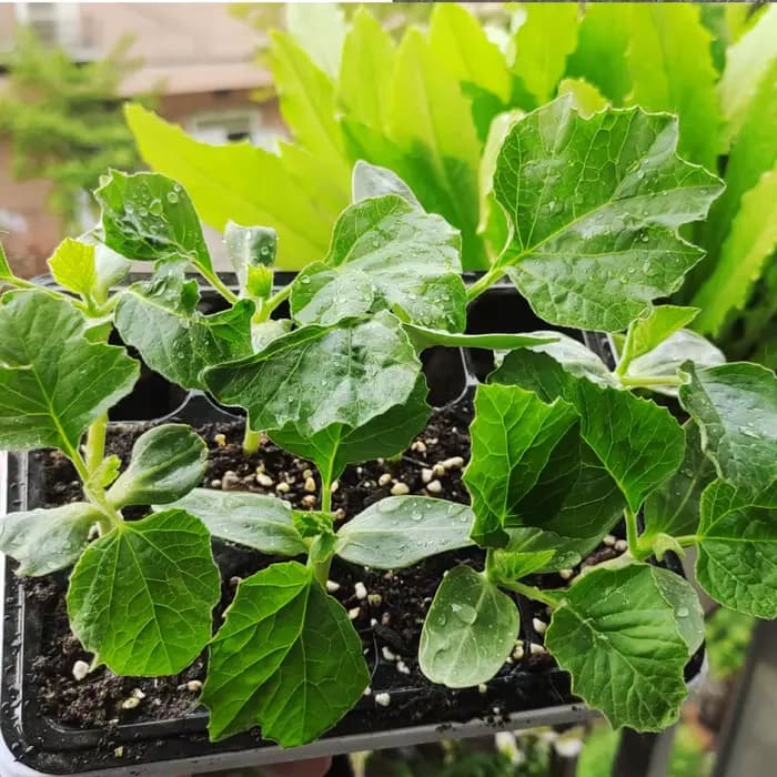 50g d'engrais organique microbien à base de Beauveria Bassiana