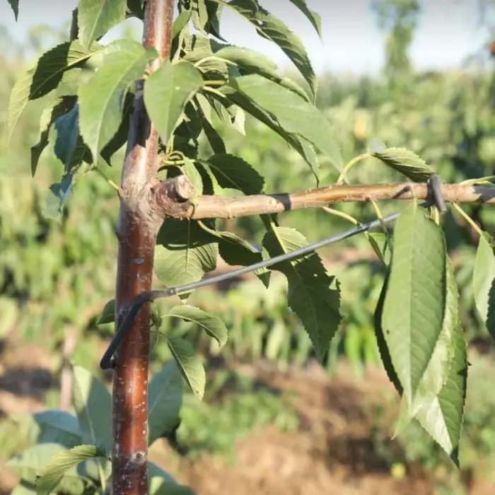 Support de Branches d'arbre fruitier