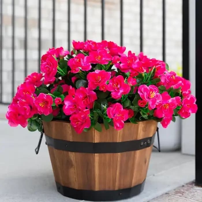 Fleurs d'extérieur résistantes aux UV