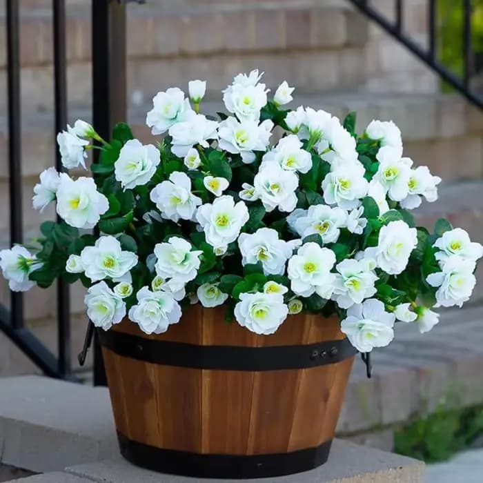 Fleurs d'extérieur résistantes aux UV