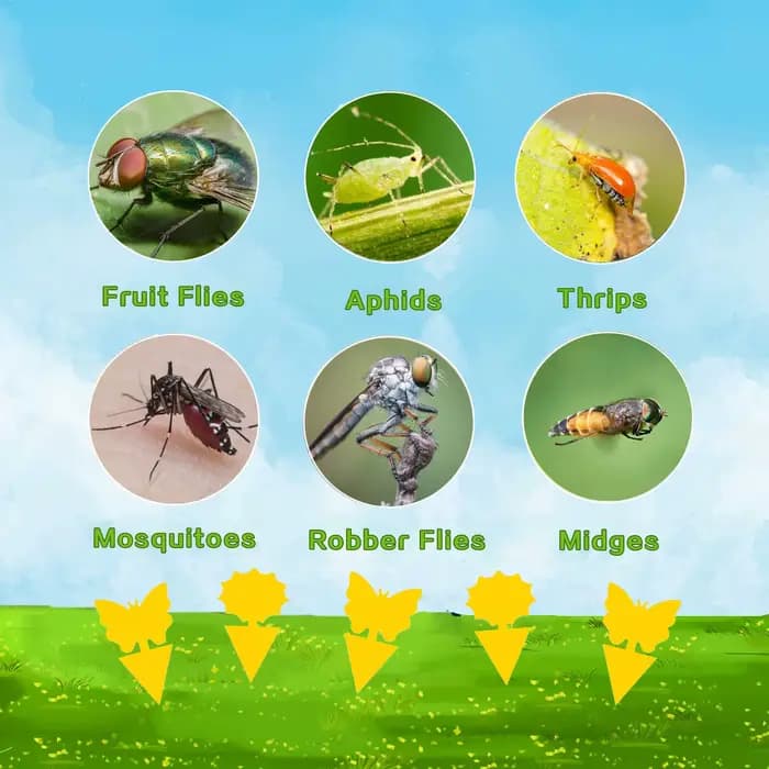 Pièges à insectes volants aux fruits