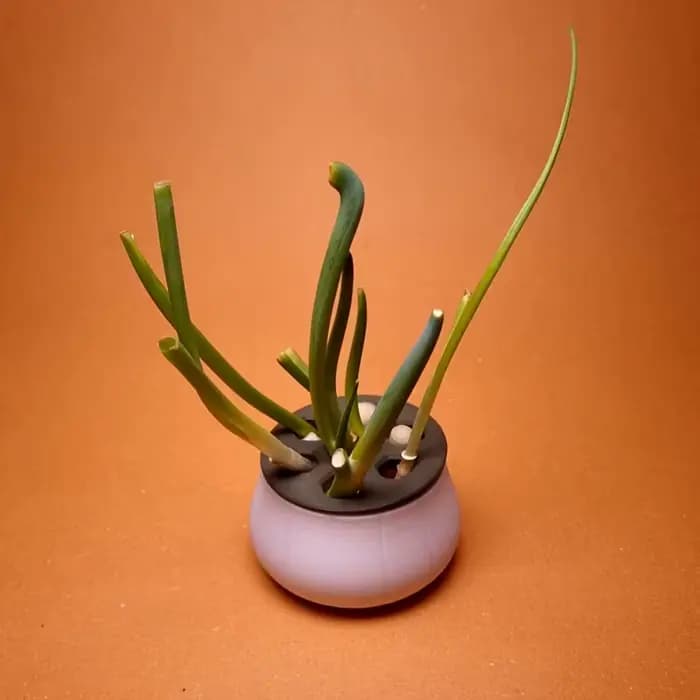 Pots à fleurs pour oignons verts