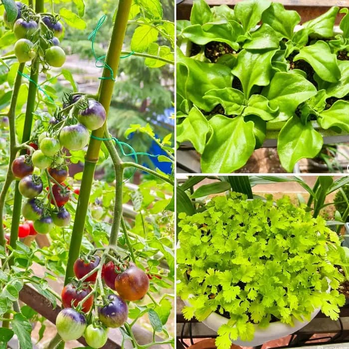 Champignon Biocontrol avancé Purpureocillium lilasine