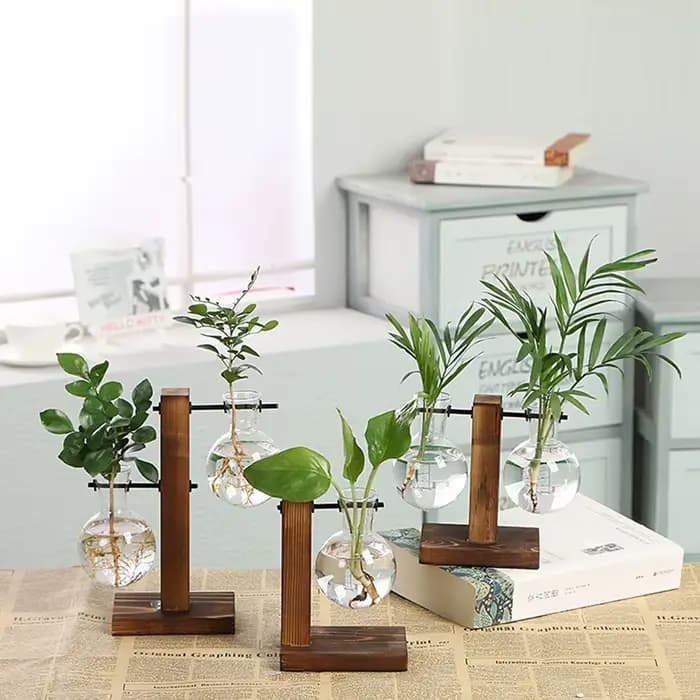 Terrarium de plantes hydroponiques