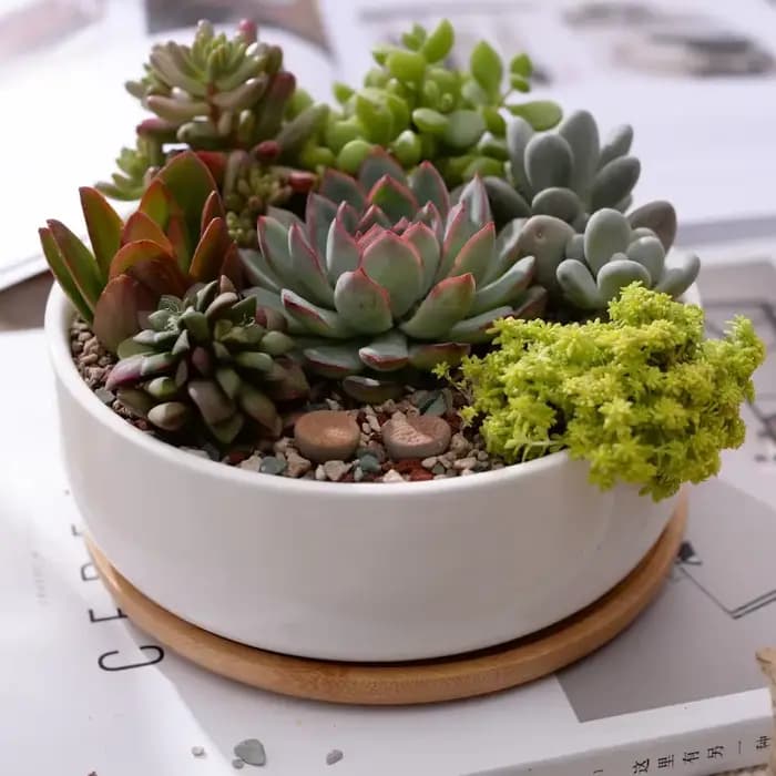 Pot de fleurs rond en céramique blanche