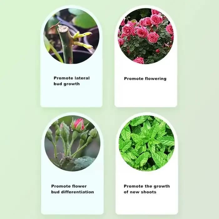 Régulateur de croissance des plantes, Hormone de cytokinine, 20ml, pour plantes succulentes, fournitures de jardin domestique, engrais