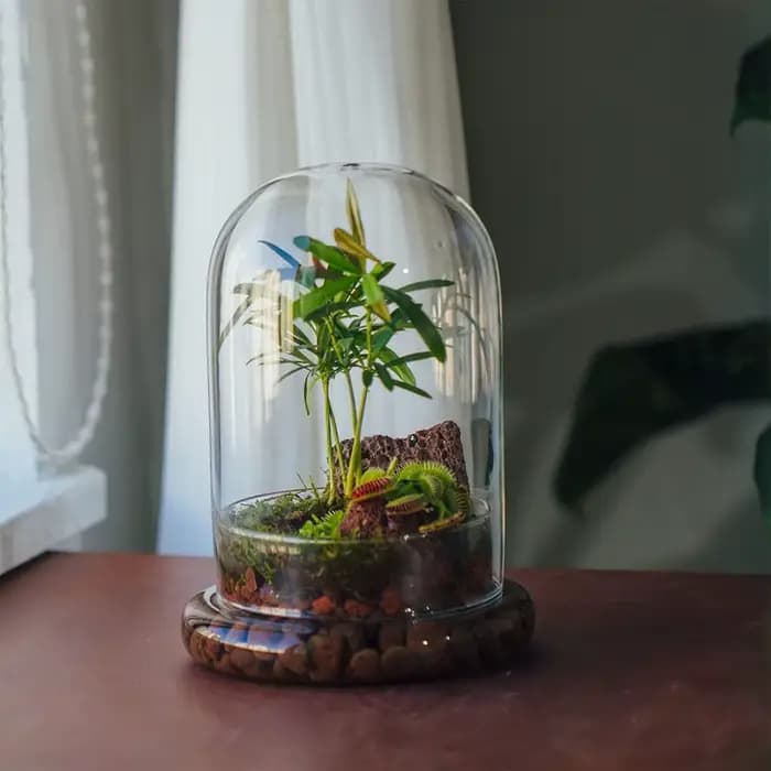 Cloche en verre avec trou d'aération
