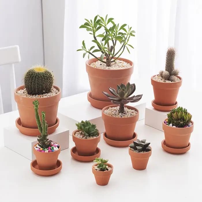 Pot de fleurs succulentes