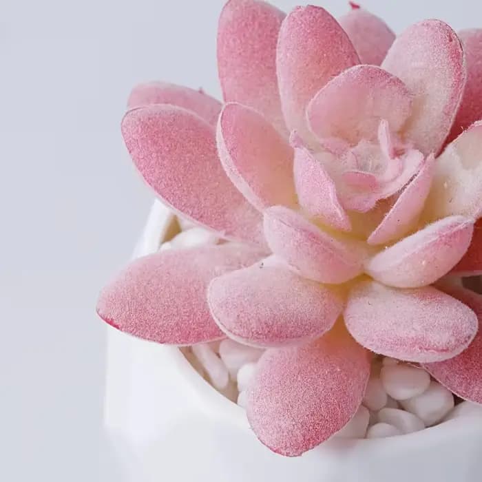 2 pièces de bonsaïs succulents artificiels avec pot