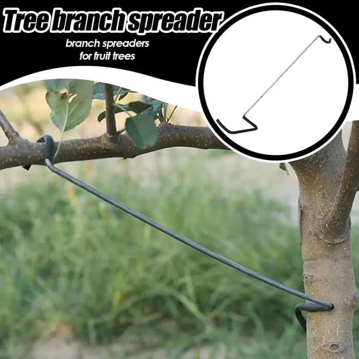Écarteur de branches d'arbres fruitiers