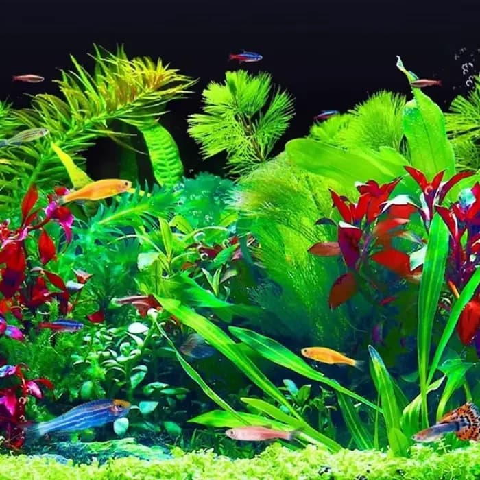 Engrais pour plantes d'aquarium – Nutrition complète de liquide et de substrat pour chars plantés – Idéal pour les plantes aquatiques en mousse, tige et tapis