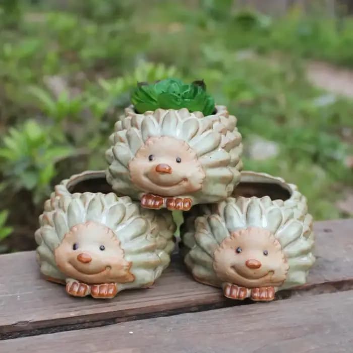 Pot de plantes succulentes en céramique