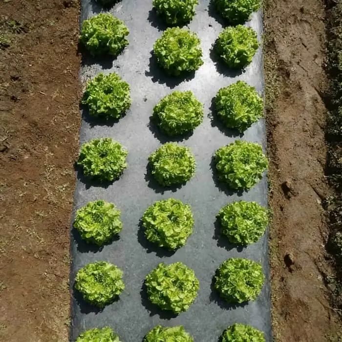 Toile de paillage perforée respirante pour jardin et agriculture