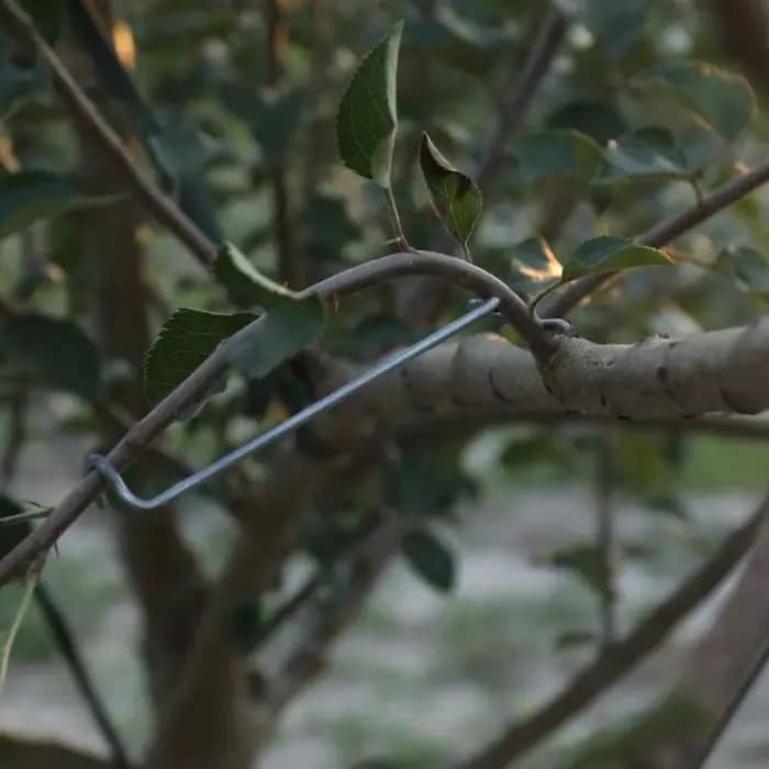 Support de Branches d'arbre fruitier