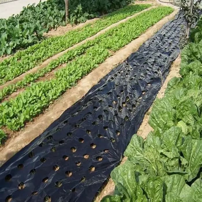 Paillis perforé noir pour plantes