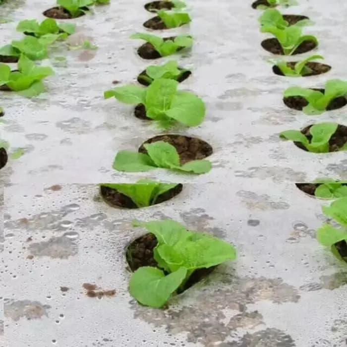 Paillis perforé noir pour plantes