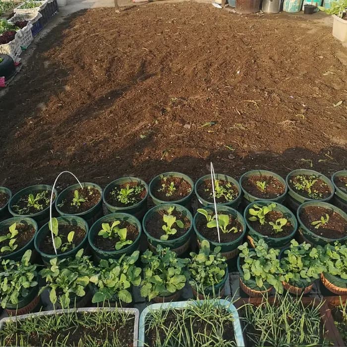50g d'engrais organique microbien à base de Beauveria Bassiana