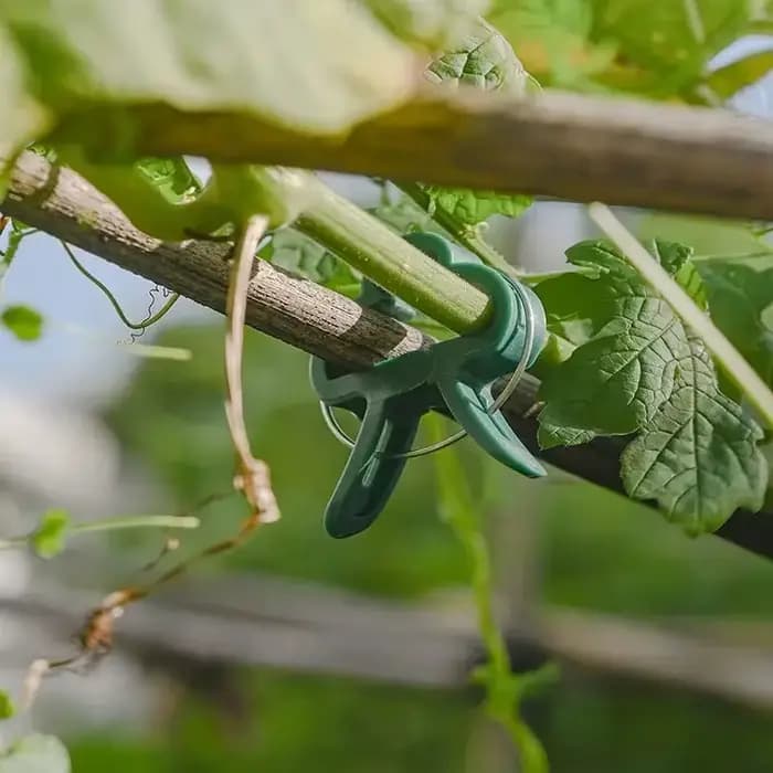 Clips fixes pour plantes, Support de serre de jardin réutilisable pour plantes fixes, vigne, fleur,