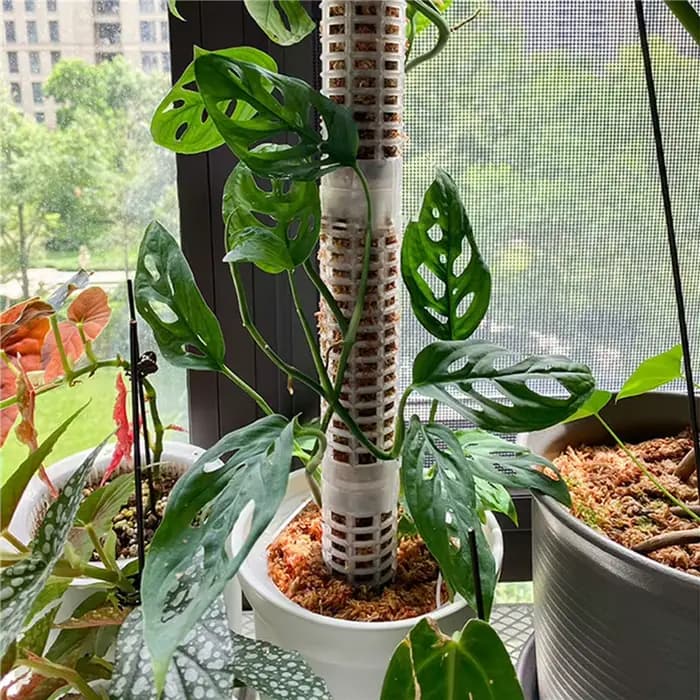 Bâton d'escalade pour plantes, Support pour plantes sphagnes, cadre en treillis, colonne de mousse d