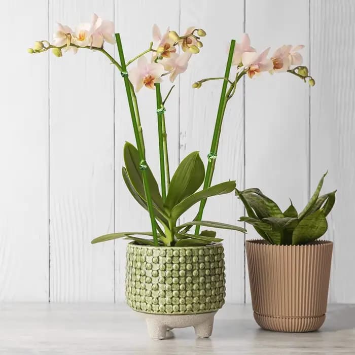 Piquets de Support de plantes pliables à tige unique, 16 pouces/40cm, vert, pour plantes d'intérieur